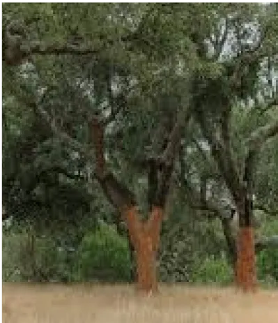 QUERCÍNEAS